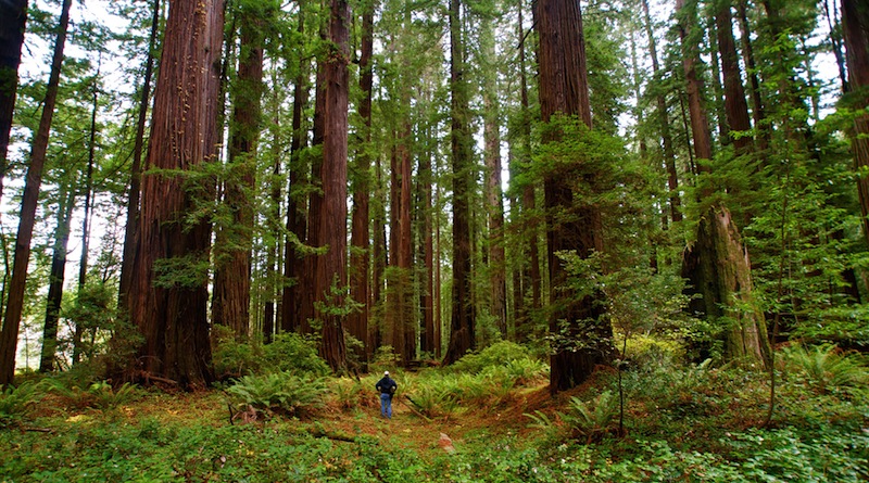 Grizzly Creek Redwoods California State Park- Among the Giants