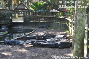 St. Augustine Family Attractions – Alligator Farm Zoological Park #BayouTravel