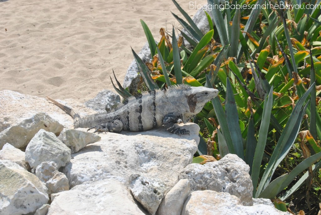 Cozumel Mexico - Family Cruise Ship Port Excursions for Less