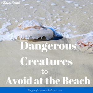 Dangerous Creatures to Avoid at the Beach  #BayouTravel